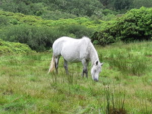 Typisches Connemara Pony